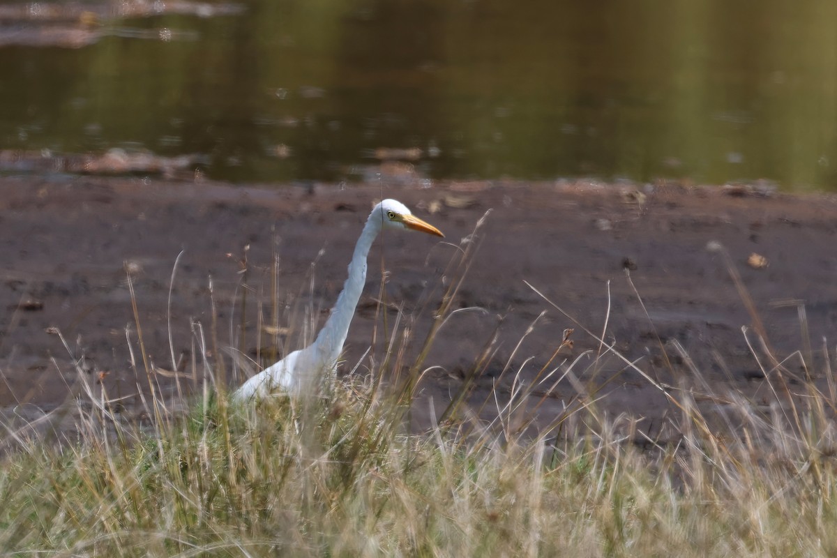 Plumed Egret - ML624004692