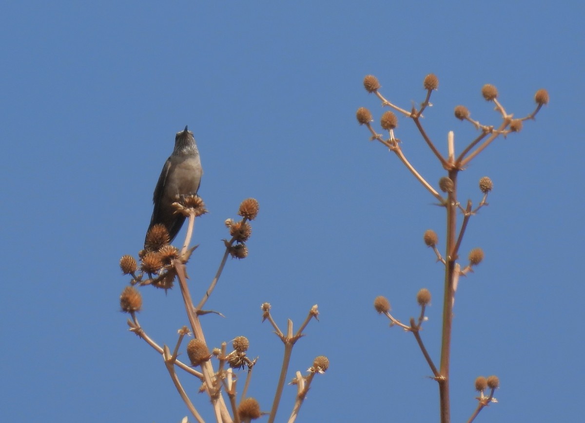 White-sided Hillstar - ML624004697