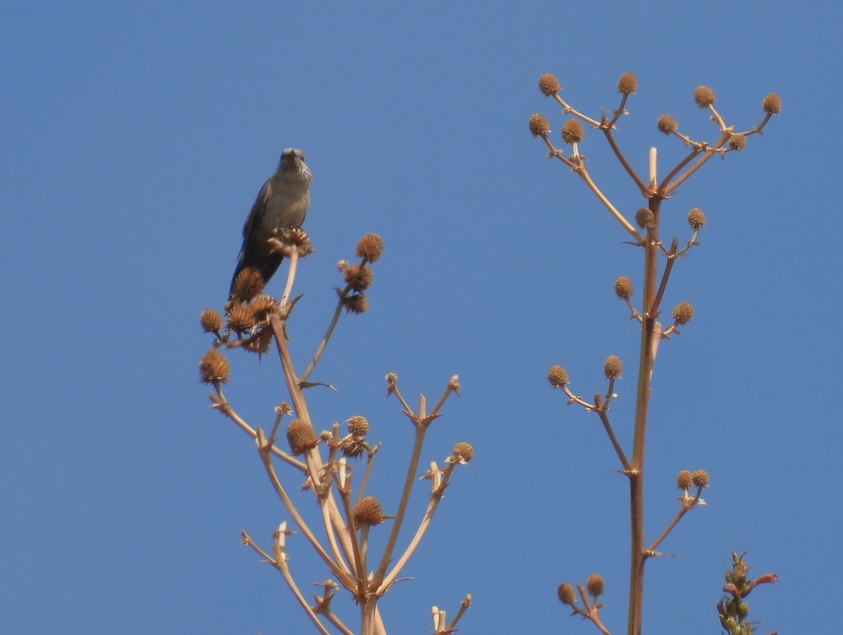 White-sided Hillstar - ML624004698