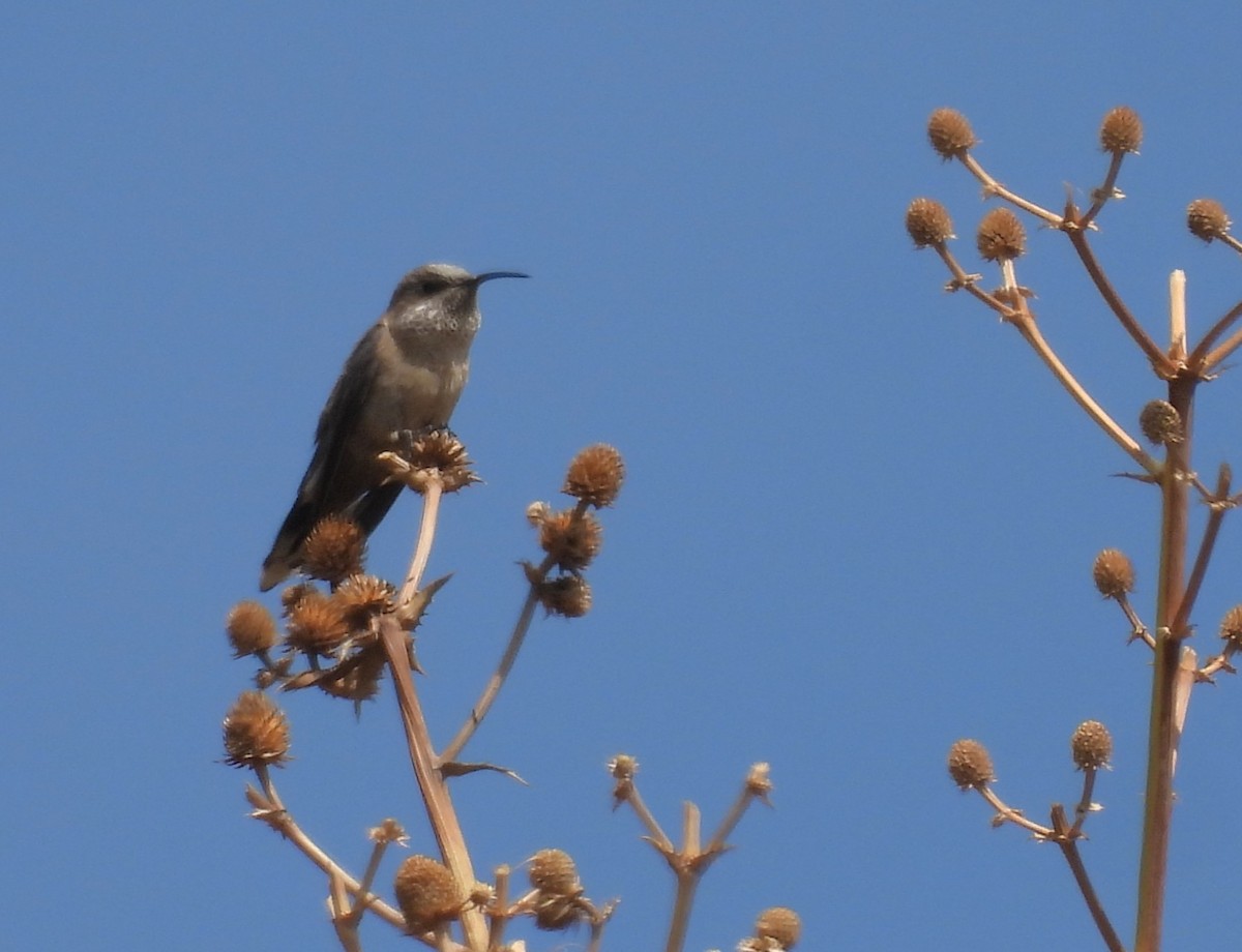 White-sided Hillstar - ML624004707