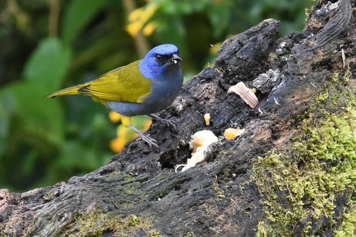 Blue-capped Tanager - ML624004752