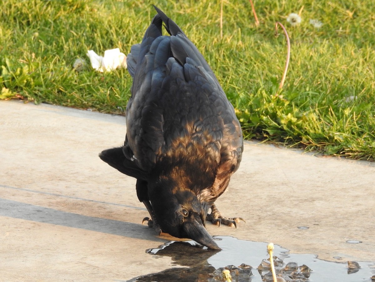 Common Raven - Andre Cutolo