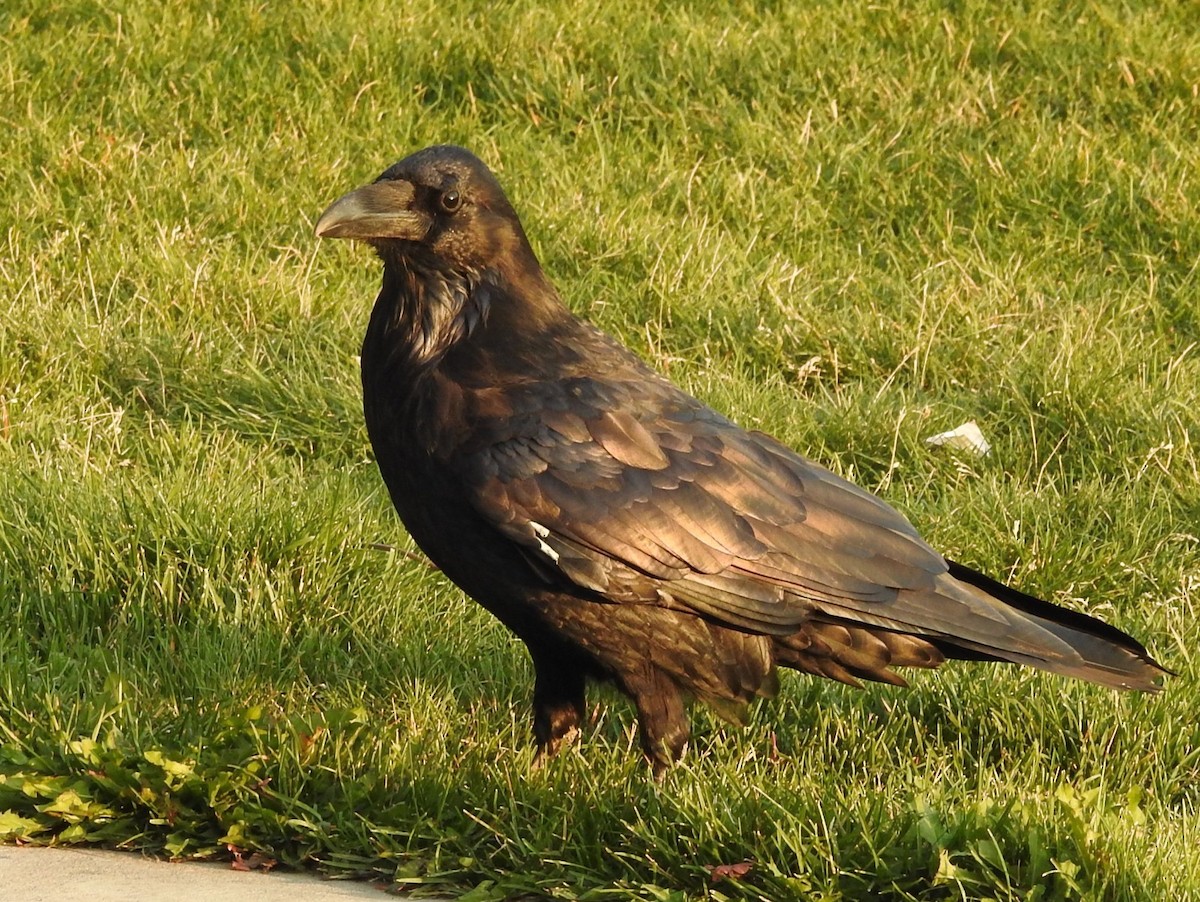 Common Raven - ML624004761