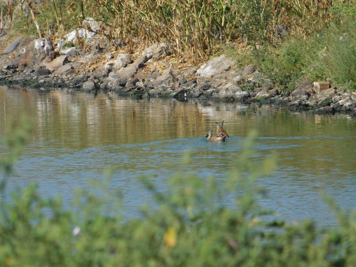 Northern Shoveler - ML624004783