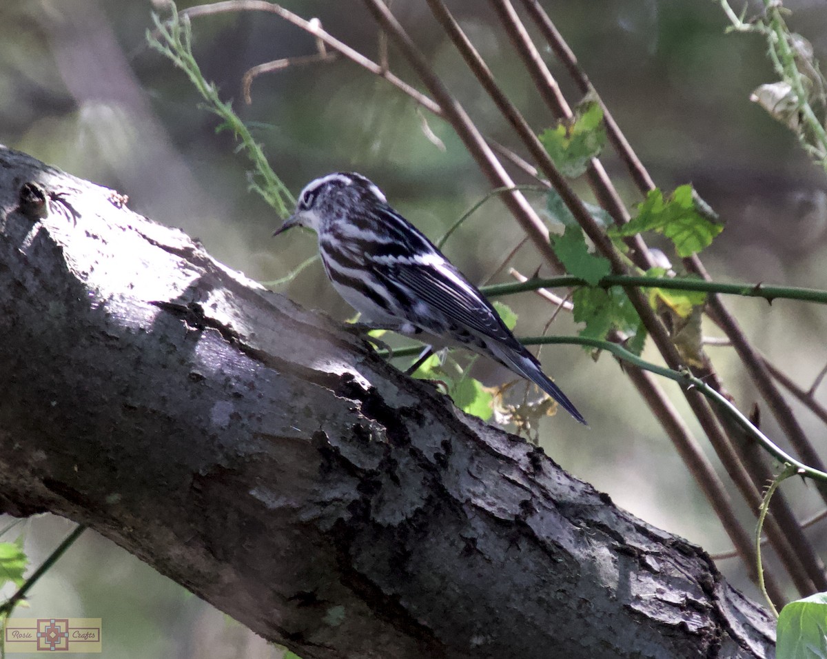 Black-and-white Warbler - ML624004791