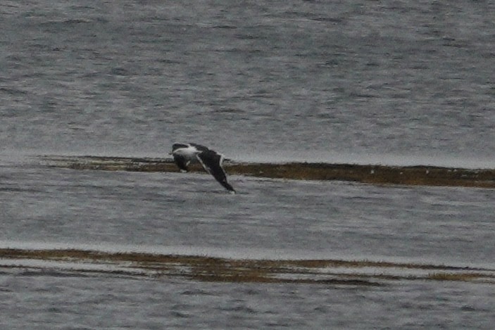 Great Black-backed Gull - ML624004792