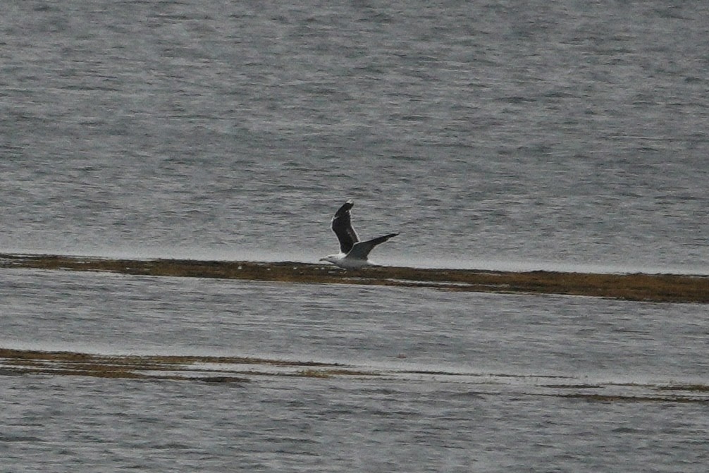 Great Black-backed Gull - ML624004793