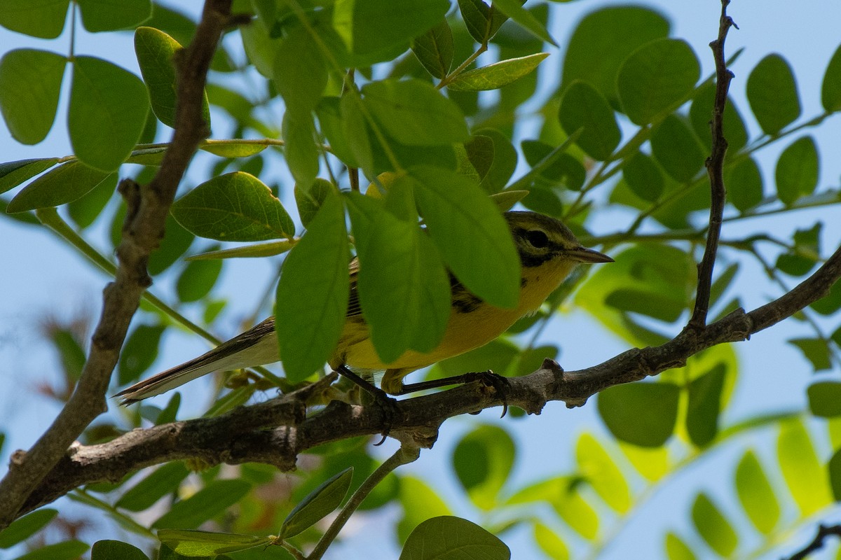 Adelaide's Warbler - ML624004821