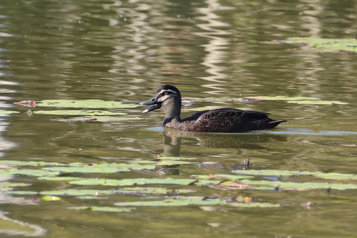 Pacific Black Duck - Dennis Devers