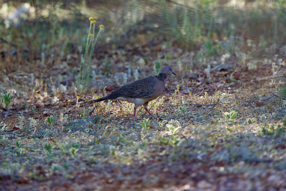 Spotted Dove - ML624004868