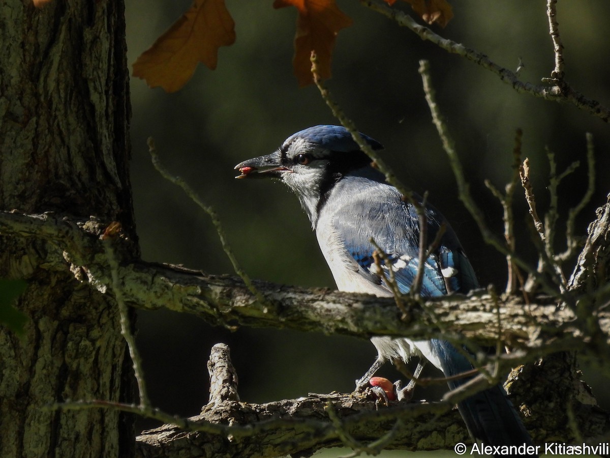 Blue Jay - ML624004875