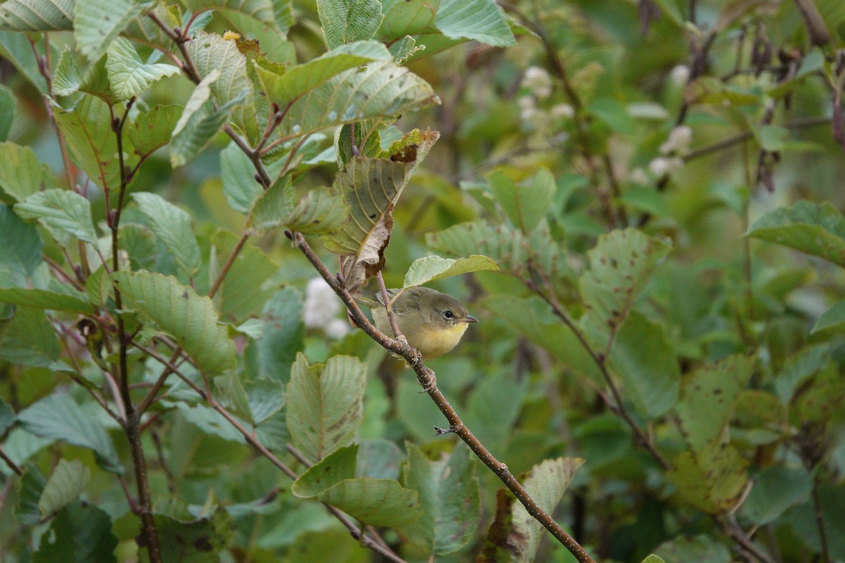 Common Yellowthroat - ML624004890