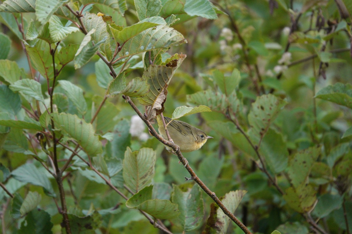 Common Yellowthroat - ML624004891