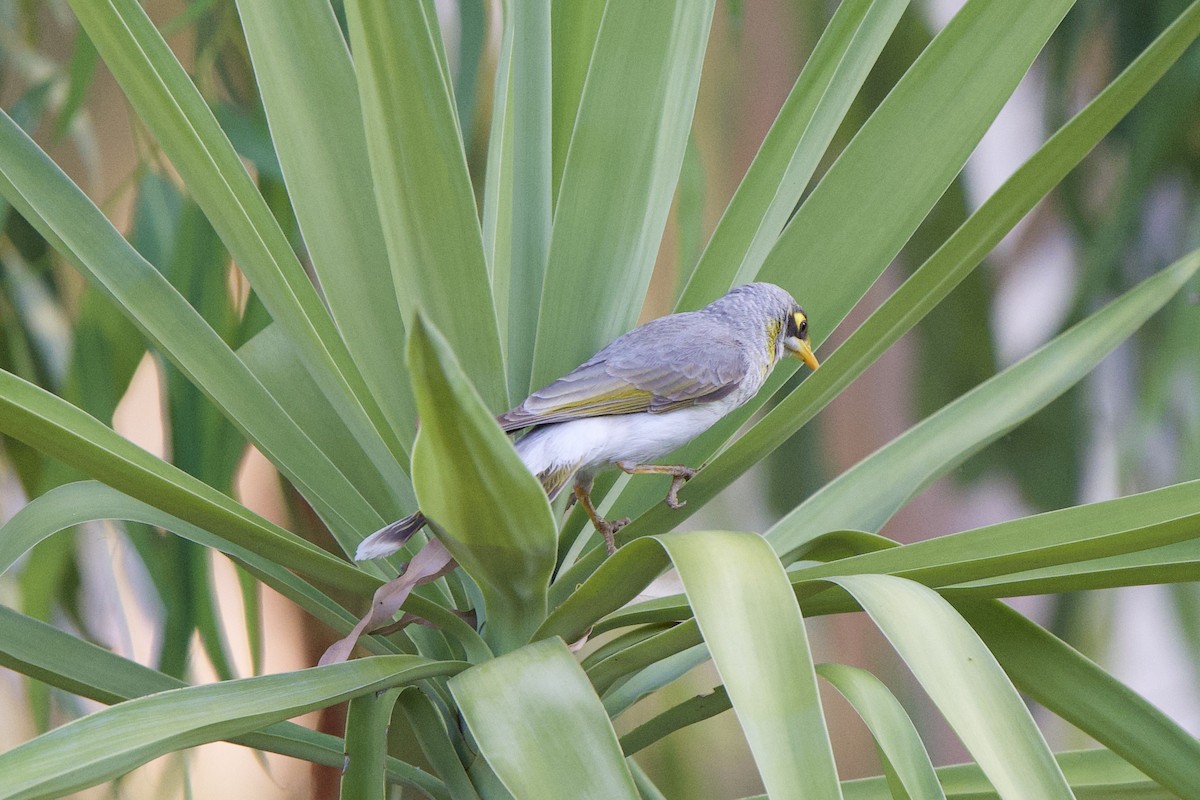 Yellow-throated Miner - ML624004896