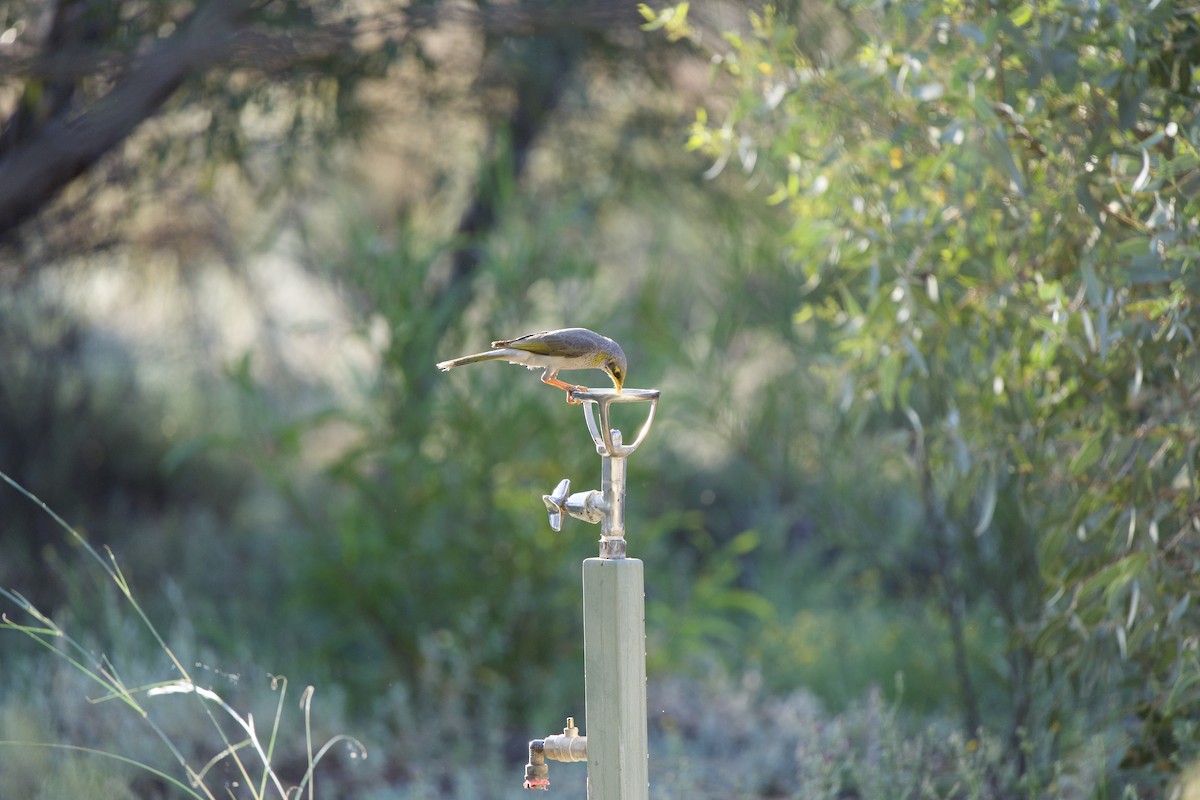 Yellow-throated Miner - ML624004897