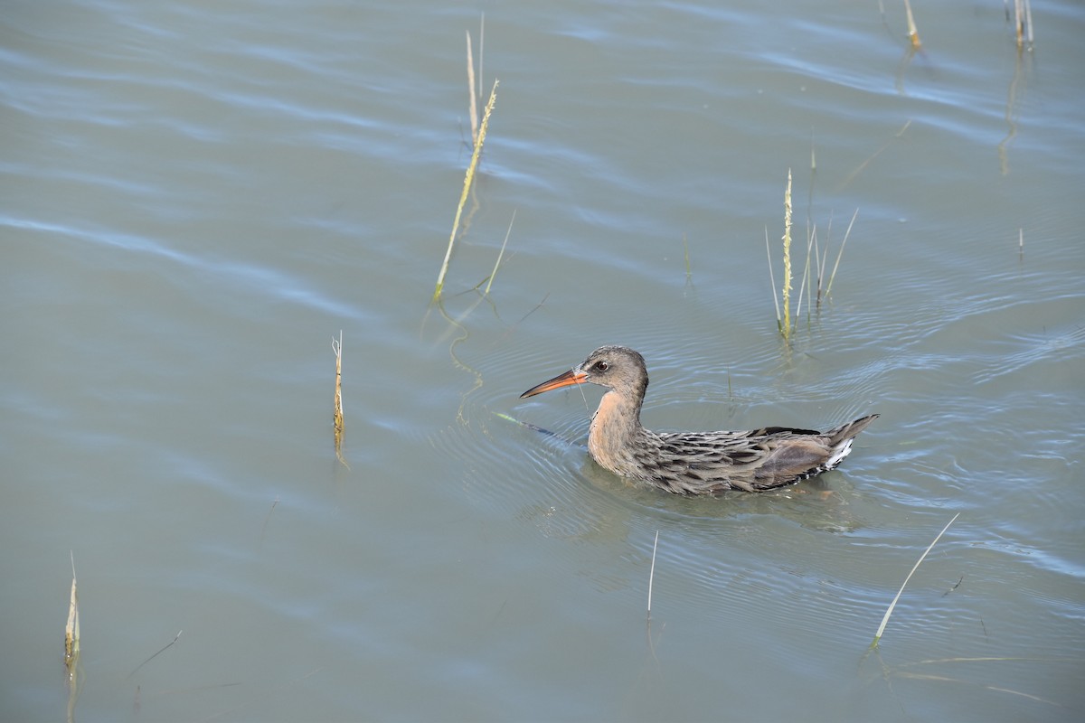 Ridgway's Rail - Alex Freeman