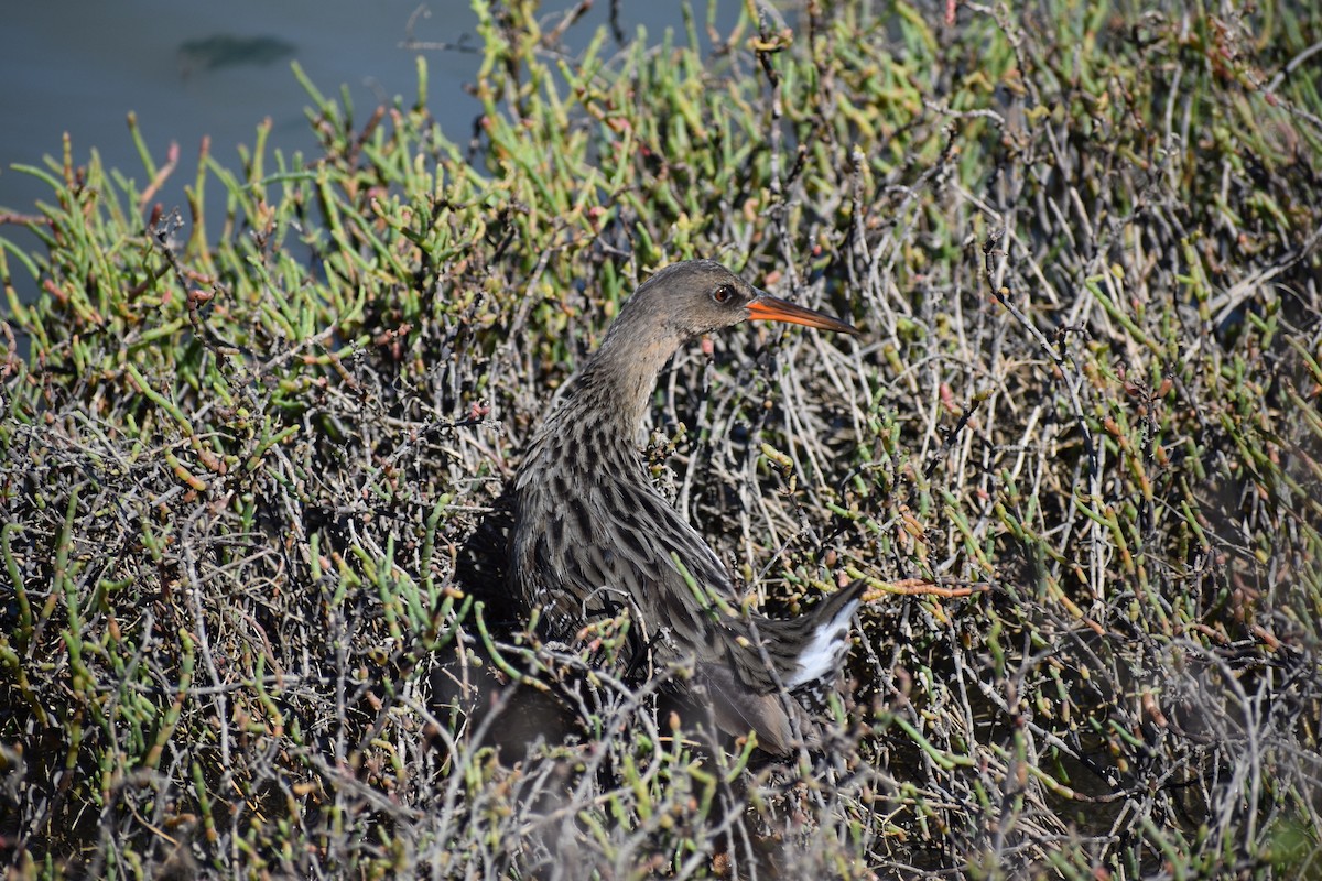 Ridgway's Rail - Alex Freeman