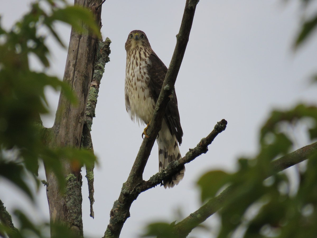 Cooper's Hawk - ML624004957