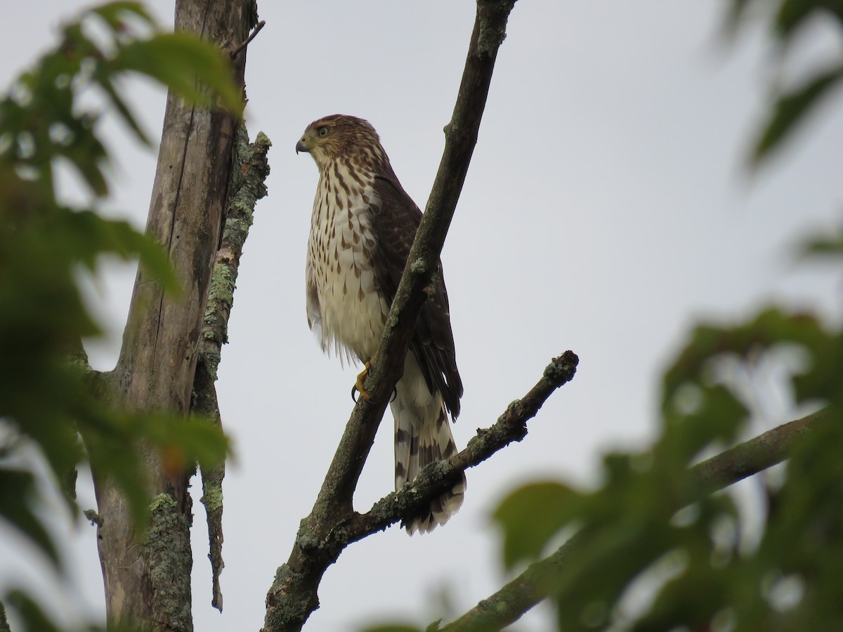 Cooper's Hawk - ML624004958