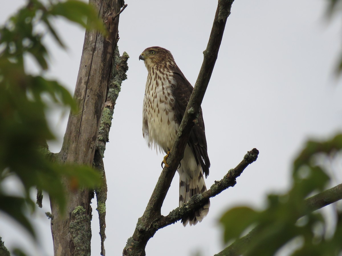 Cooper's Hawk - ML624004959