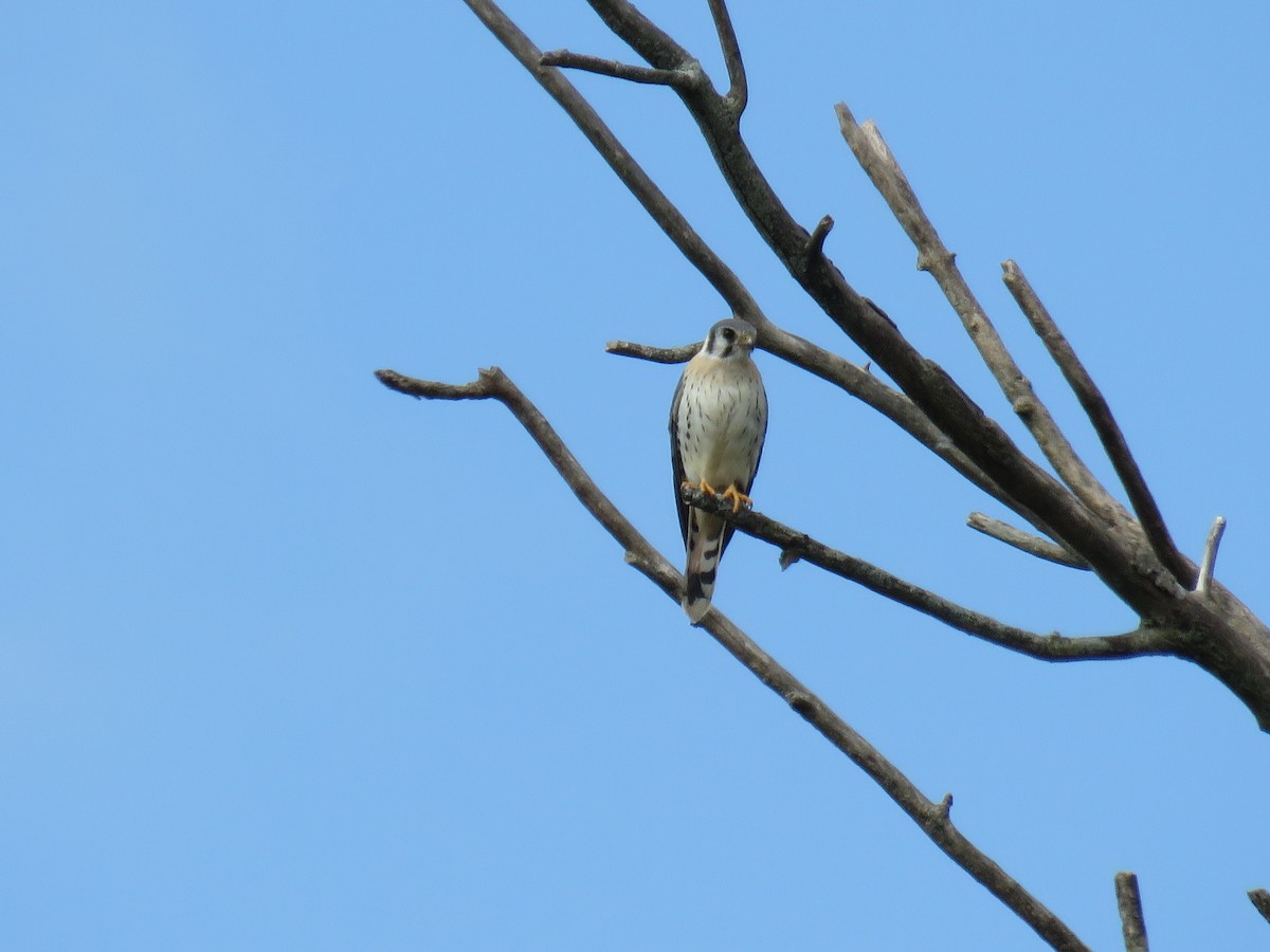 American Kestrel - ML624004970