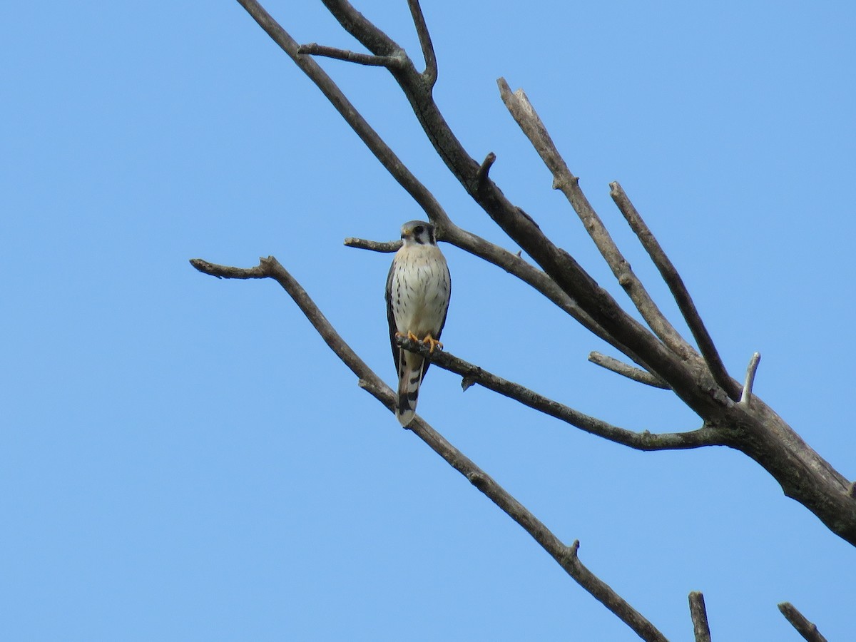 American Kestrel - ML624004971