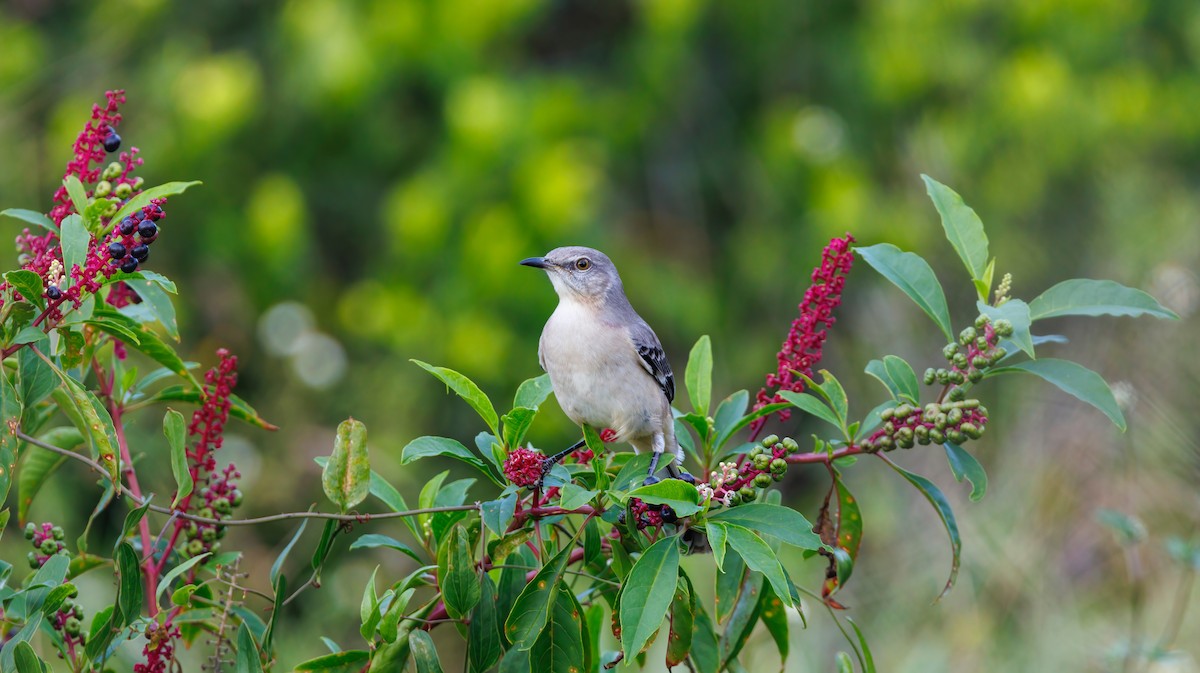 Northern Mockingbird - ML624004979