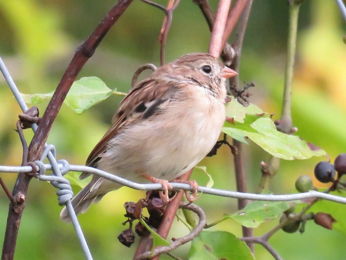 Field Sparrow - ML624004985