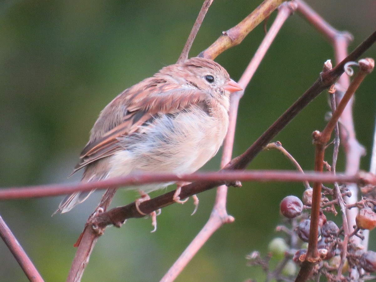 Field Sparrow - ML624004986