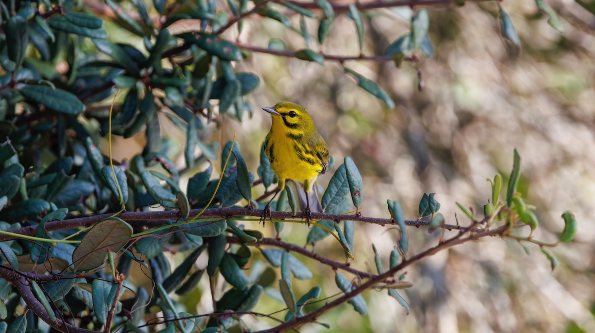 Prairie Warbler - ML624004995