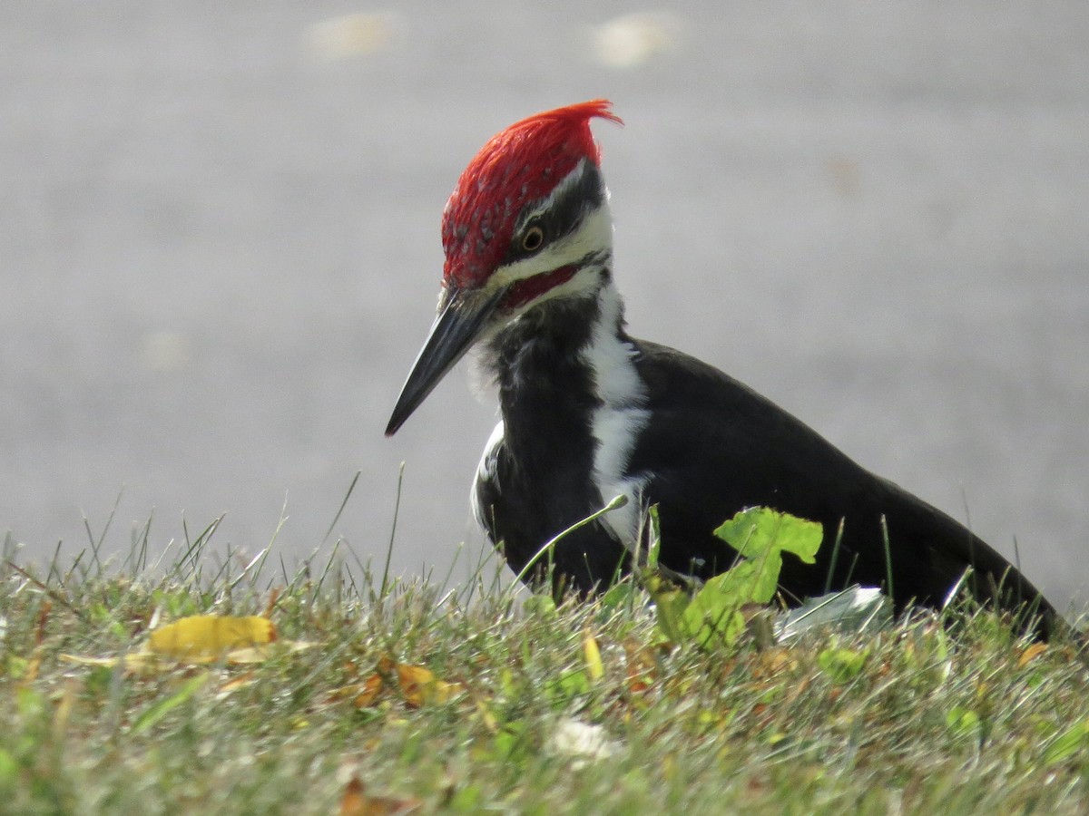 Pileated Woodpecker - ML624004997