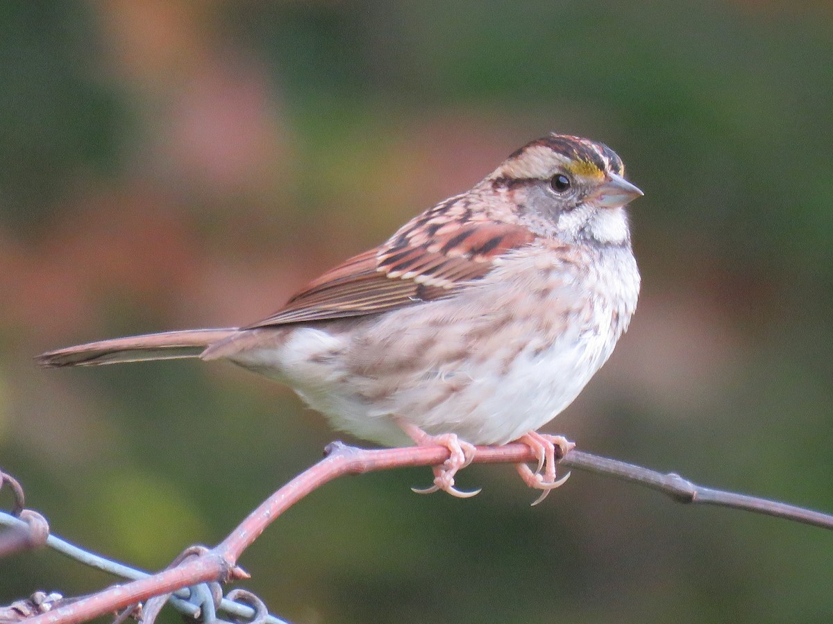 White-throated Sparrow - ML624004999