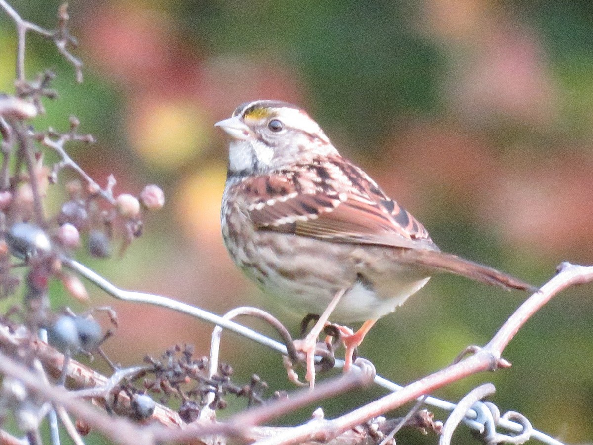 White-throated Sparrow - ML624005000