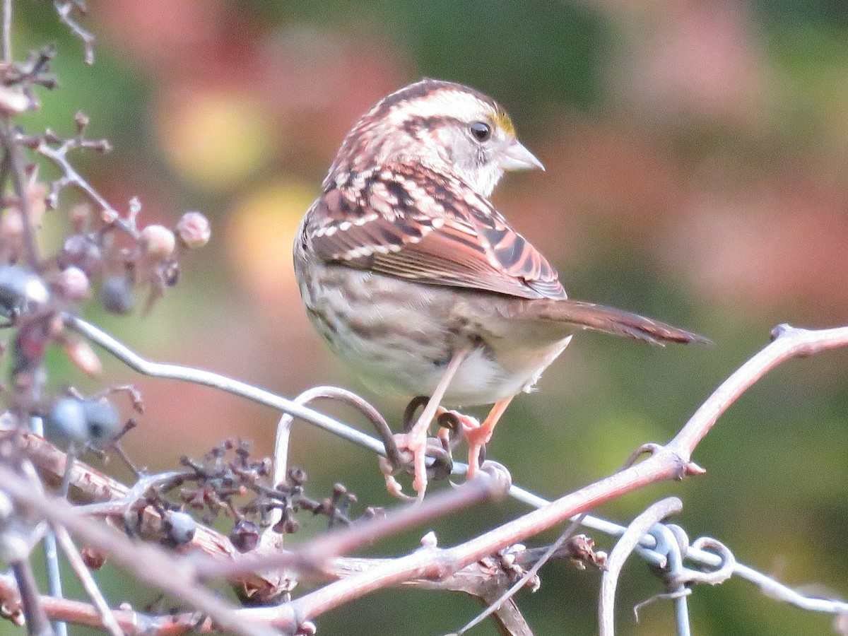 White-throated Sparrow - ML624005001