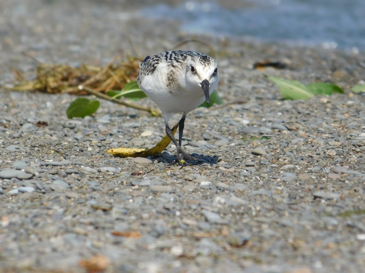 Sanderling - Arrow Z L