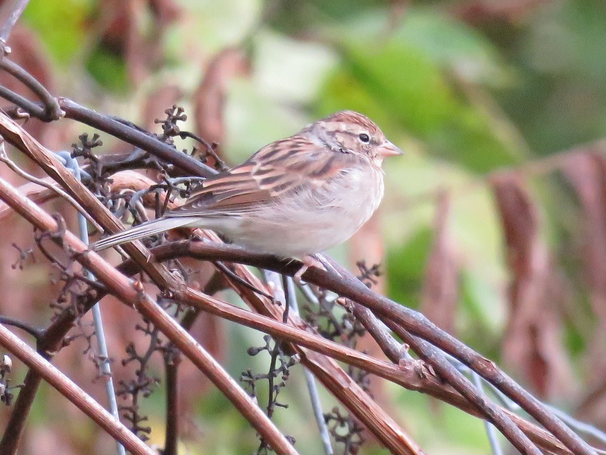 Chipping Sparrow - ML624005011