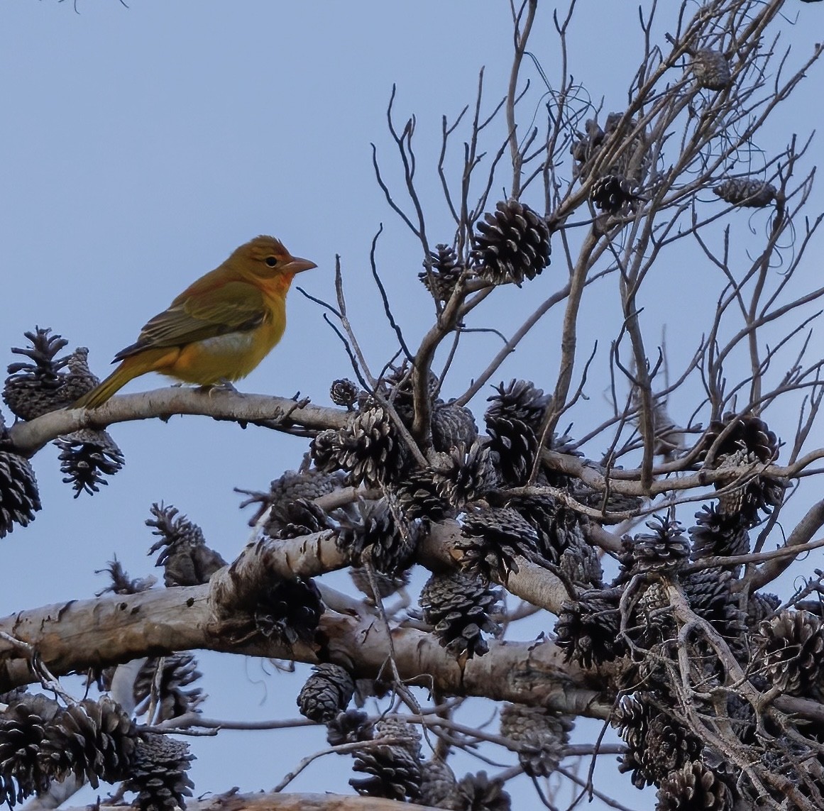 Summer Tanager - ML624005016