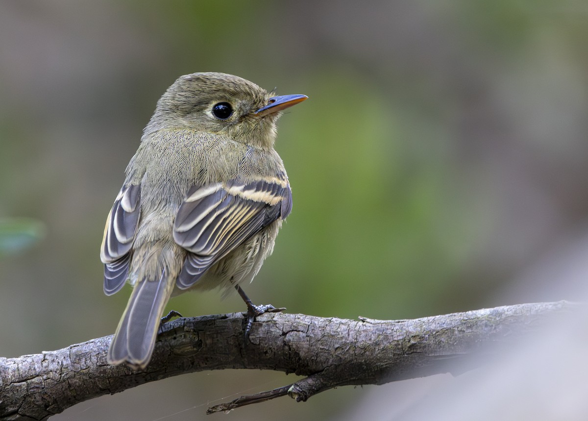 Western Flycatcher - ML624005027