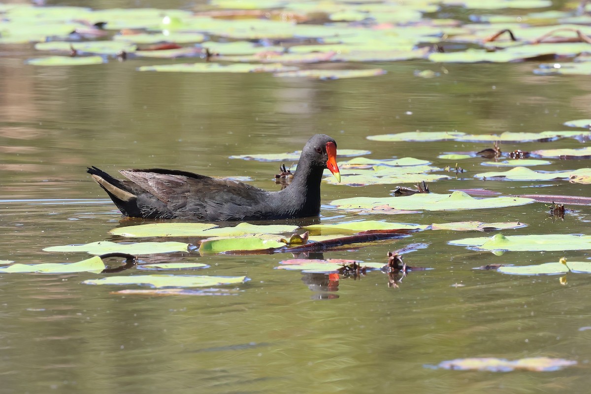 Dusky Moorhen - ML624005028