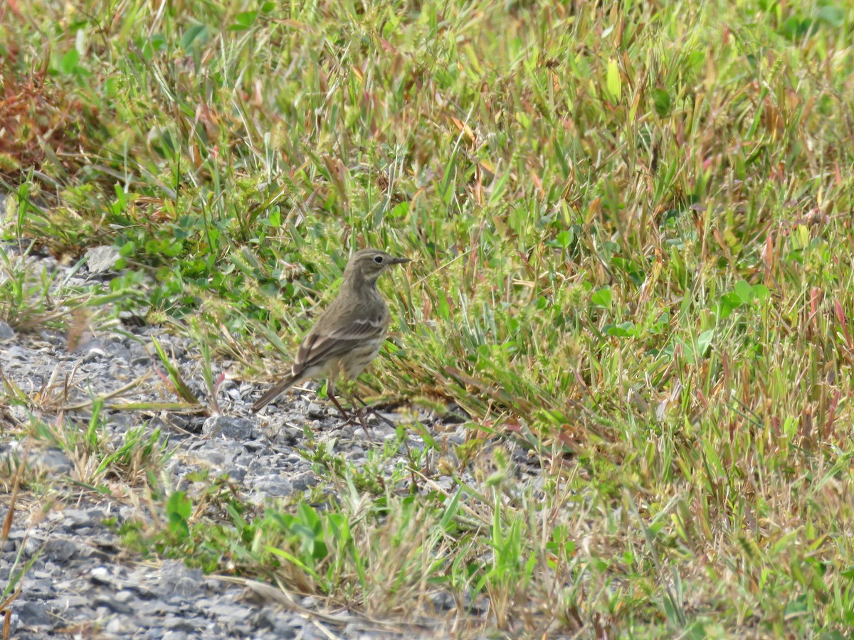 American Pipit - ML624005031