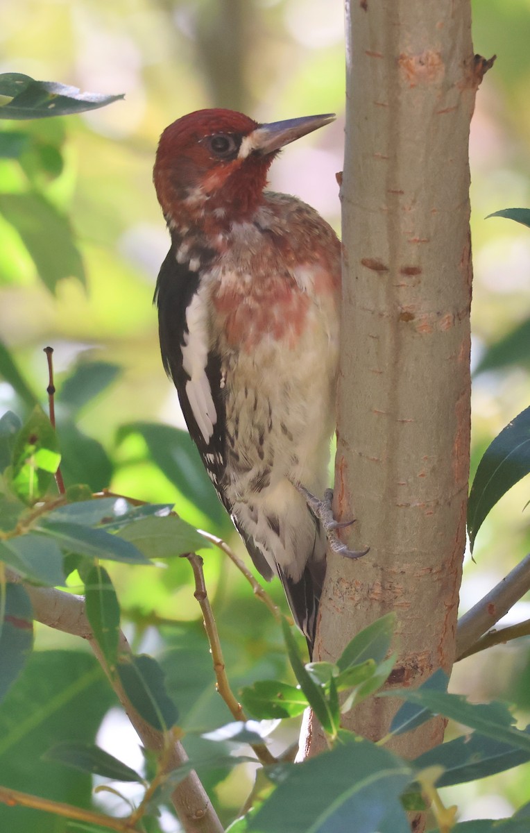 Red-breasted Sapsucker - ML624005044