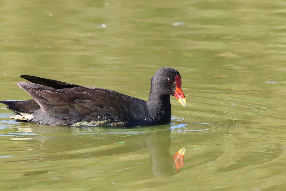 Dusky Moorhen - ML624005057