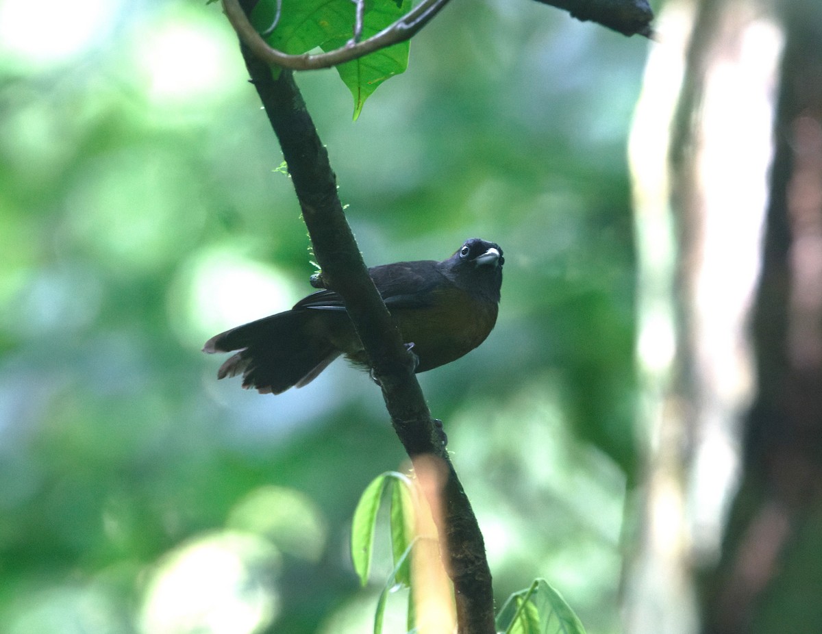 Dusky-faced Tanager - ML624005064