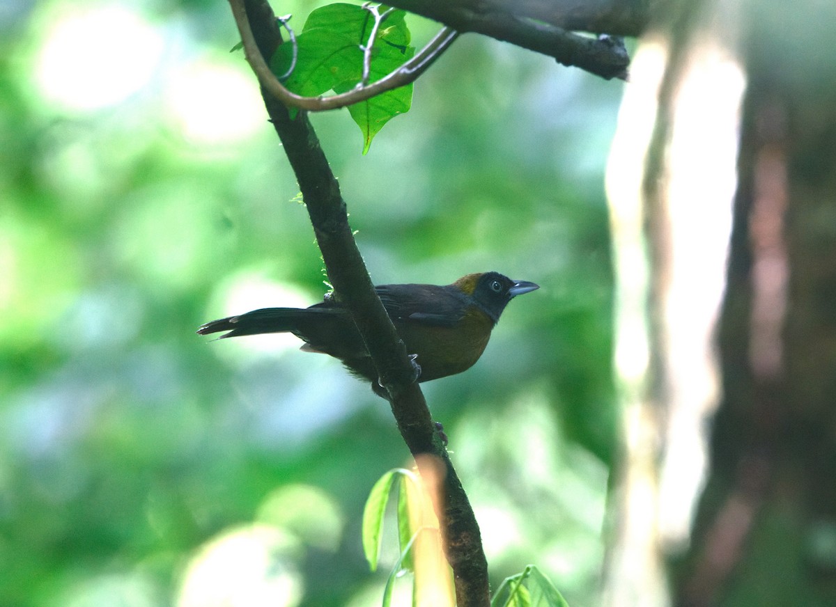 Dusky-faced Tanager - ML624005065