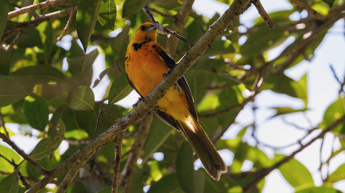 Spot-breasted Oriole - ML624005075