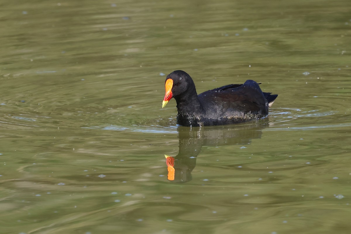 Dusky Moorhen - ML624005077