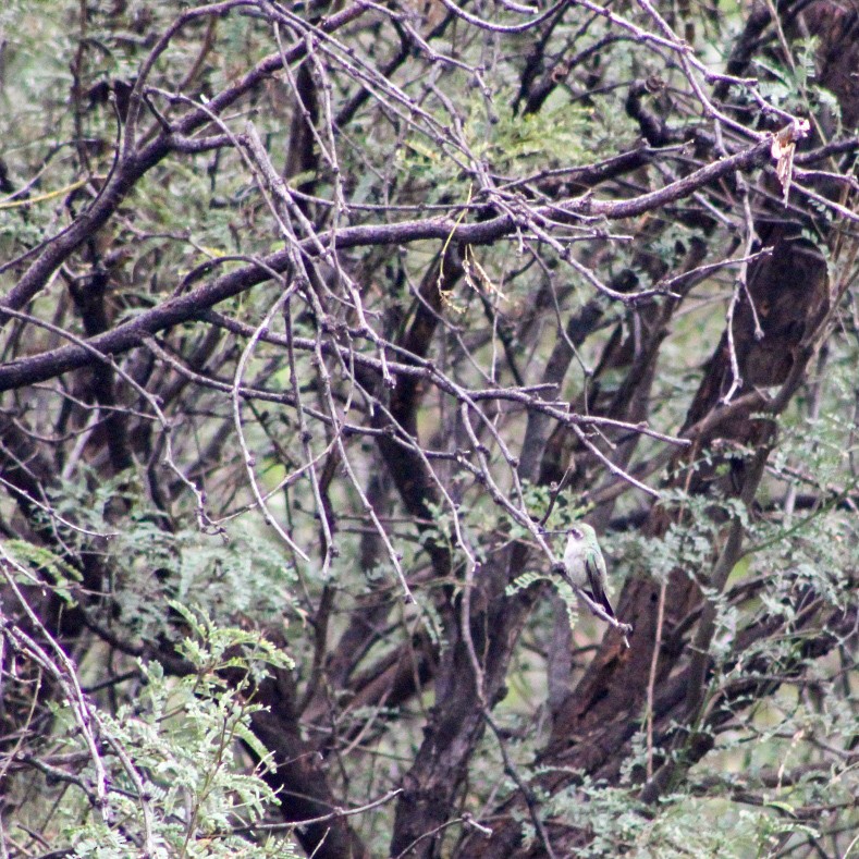 Broad-billed Hummingbird - ML624005081