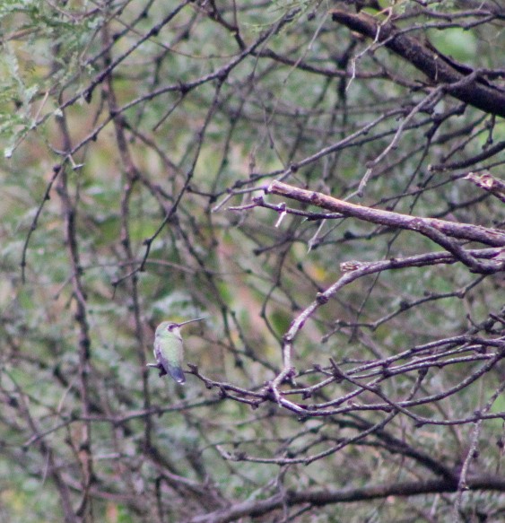 Broad-billed Hummingbird - ML624005082