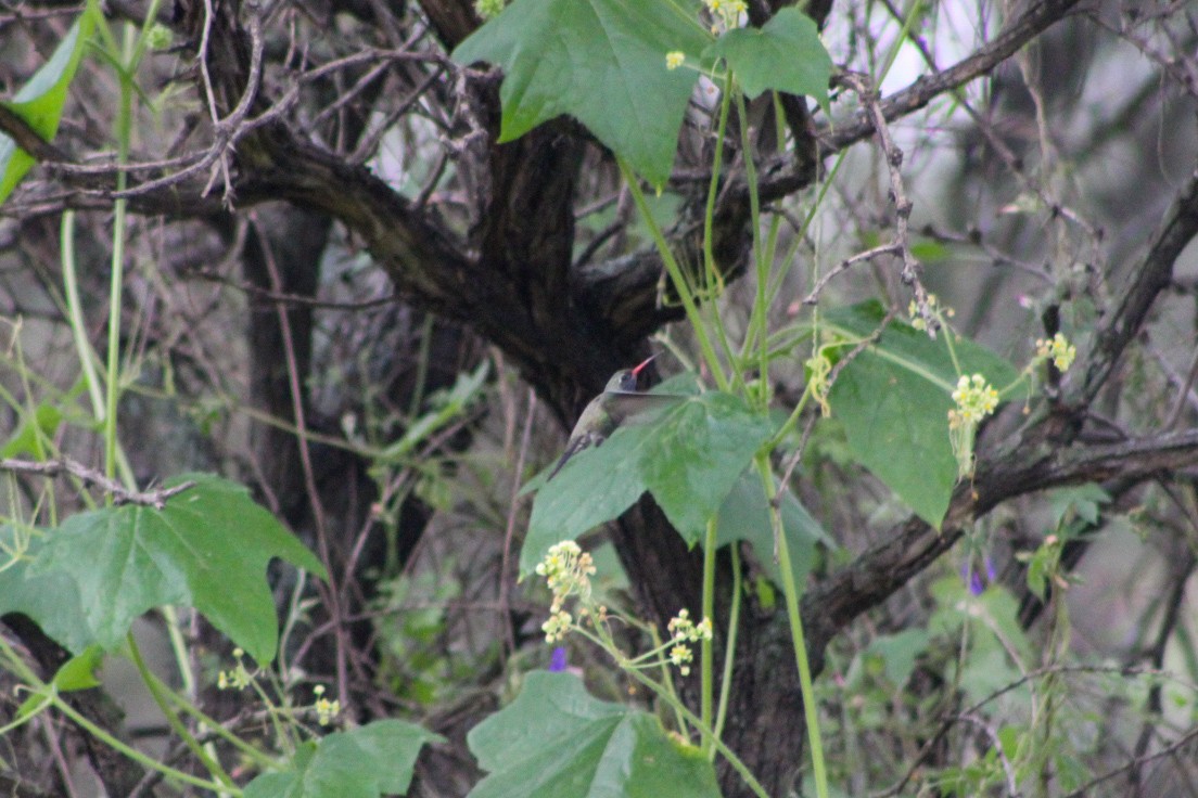 Broad-billed Hummingbird - ML624005083