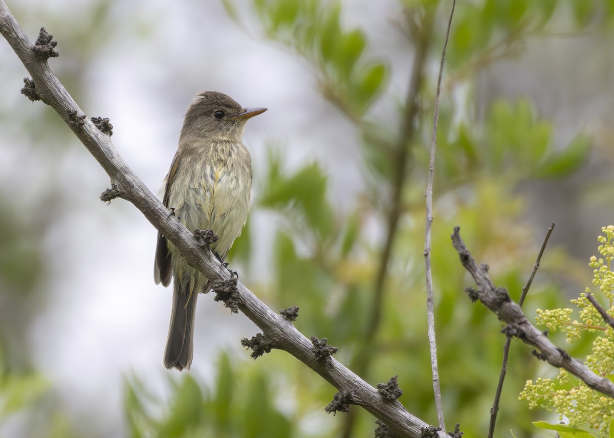 Willow Flycatcher - ML624005084